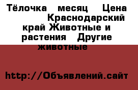 Тёлочка 1 месяц  › Цена ­ 12 000 - Краснодарский край Животные и растения » Другие животные   